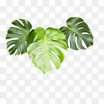 绿色不可爱叶子-空若网 绿色不可爱叶子-空若网