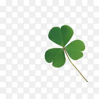 三叶幸运草叶子-空若网 三叶幸运草叶子-空若网
