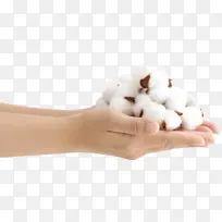 棉花,手,手捧棉花,人-空若网 棉花,手,手捧棉花,人-空若网