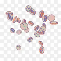 酸性彩色细胞-空若网 酸性彩色细胞-空若网