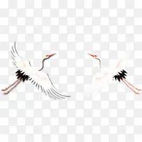 白鹤,仙鹤插图插画-空若网 白鹤,仙鹤插图插画-空若网