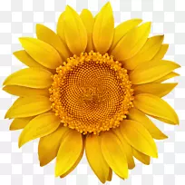 摄影免费插画-向日葵PNG图像-空若网 摄影免费插画-向日葵PNG图像-空若网