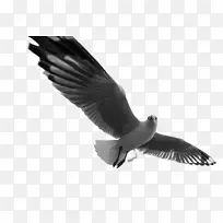 չ�᰿�����-������