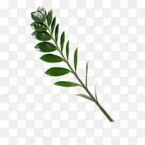 ��֦Ҷ�ӿ�������Ӱ-������