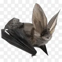 近距离看蝙蝠的样子-空若网 近距离看蝙蝠的样子-空若网