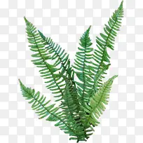 ÂÌÉ«µÄÞ§²Ë²Ý-¿ÕÈôÍø ÂÌÉ«µÄÞ§²Ë²Ý-¿ÕÈôÍø