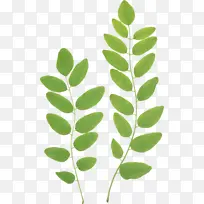 ÂÌÉ«Ê÷Ò¶ ÂÌɫֲÎï-¿ÕÈôÍø ÂÌÉ«Ê÷Ò¶ ÂÌɫֲÎï-¿ÕÈôÍø