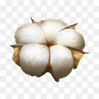 棉花 手绘 单独 插画-空若网 棉花 手绘 单独 插画-空若网