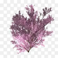 樱花树 树 分红色 红树-空若网 樱花树 树 分红色 红树-空若网