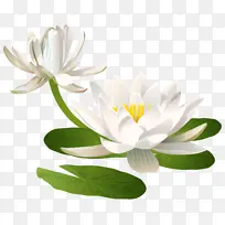 白色的荷花荷叶-空若网 白色的荷花荷叶-空若网