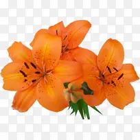 ��ɫ�����ٺϻ���-������