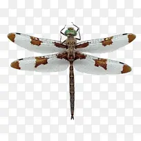 òßòÑÀ¥³æ¶¯ÎïÃâ¿Û-¿ÕÈôÍø òßòÑÀ¥³æ¶¯ÎïÃâ¿Û-¿ÕÈôÍø