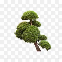 ���������֦-������