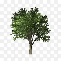 榉树 小树 大树-空若网 榉树 小树 大树-空若网
