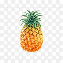 热带水果菠萝-空若网 热带水果菠萝-空若网
