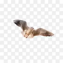 ��ɫ�Ÿ����-������