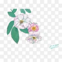 五月蔷薇花水彩画-空若网 五月蔷薇花水彩画-空若网