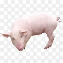小猪 免扣 摄影图 猪-空若网 小猪 免扣 摄影图 猪-空若网