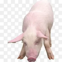 小猪 免扣 摄影图 猪-空若网 小猪 免扣 摄影图 猪-空若网