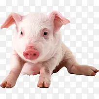 小猪 免扣 摄影图 猪-空若网 小猪 免扣 摄影图 猪-空若网