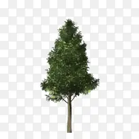 智南柏 小树 大树-空若网 智南柏 小树 大树-空若网