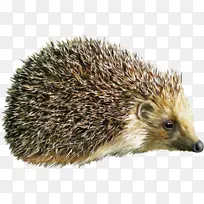野生动物小刺猬-空若网 野生动物小刺猬-空若网