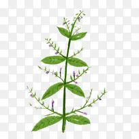 手绘植物 中药材-空若网 手绘植物 中药材-空若网