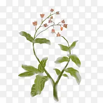 手绘植物开花卡通插画-空若网 手绘植物开花卡通插画-空若网