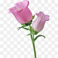 桔梗科风铃草-空若网 桔梗科风铃草-空若网