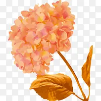 橙色的花矢量手绘-空若网 橙色的花矢量手绘-空若网