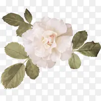 白玫瑰高清照片免抠素材-空若网 白玫瑰高清照片免抠素材-空若网