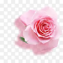 情人节粉红玫瑰素材-空若网 情人节粉红玫瑰素材-空若网
