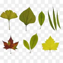 组合树叶树枝-空若网 组合树叶树枝-空若网