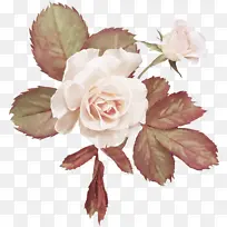 白玫瑰高清照片免抠素材-空若网 白玫瑰高清照片免抠素材-空若网