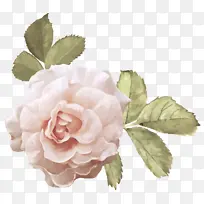 白玫瑰高清照片免抠素材-空若网 白玫瑰高清照片免抠素材-空若网