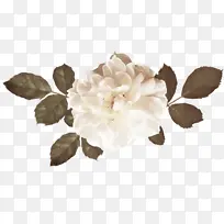 白玫瑰高清照片免抠素材-空若网 白玫瑰高清照片免抠素材-空若网