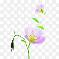 粉色月见草图片素材-空若网 粉色月见草图片素材-空若网