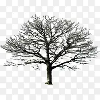 高清树及树枝-空若网 高清树及树枝-空若网