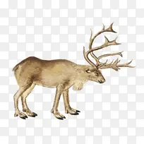 �ɰ����ֻ�С��¹-������