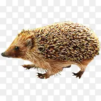 可爱刺猬觅食-空若网 可爱刺猬觅食-空若网