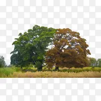 免扣树素材png大树-空若网 免扣树素材png大树-空若网