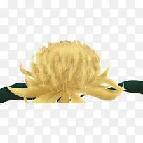 澳洲特有植物Waratah素材-空若网 澳洲特有植物Waratah素材-空若网