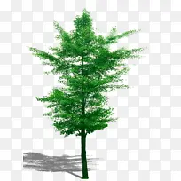 绿化景观树素材-空若网 绿化景观树素材-空若网