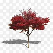 ����Ҷ�����ز�-������