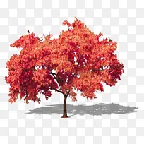 红色景观树素材抠图-空若网 红色景观树素材抠图-空若网