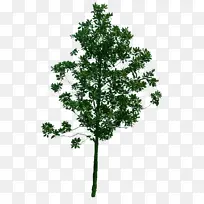 高景观树素材抠图-空若网 高景观树素材抠图-空若网