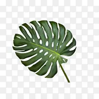 绿色不可爱叶子-空若网 绿色不可爱叶子-空若网