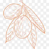 橄榄手绘线稿-空若网 橄榄手绘线稿-空若网