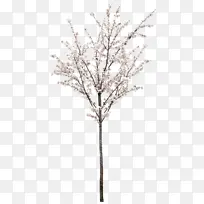 白色腊梅花素材-空若网 白色腊梅花素材-空若网