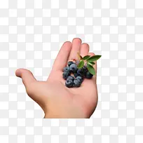 水果蓝莓手里的蓝莓-空若网 水果蓝莓手里的蓝莓-空若网